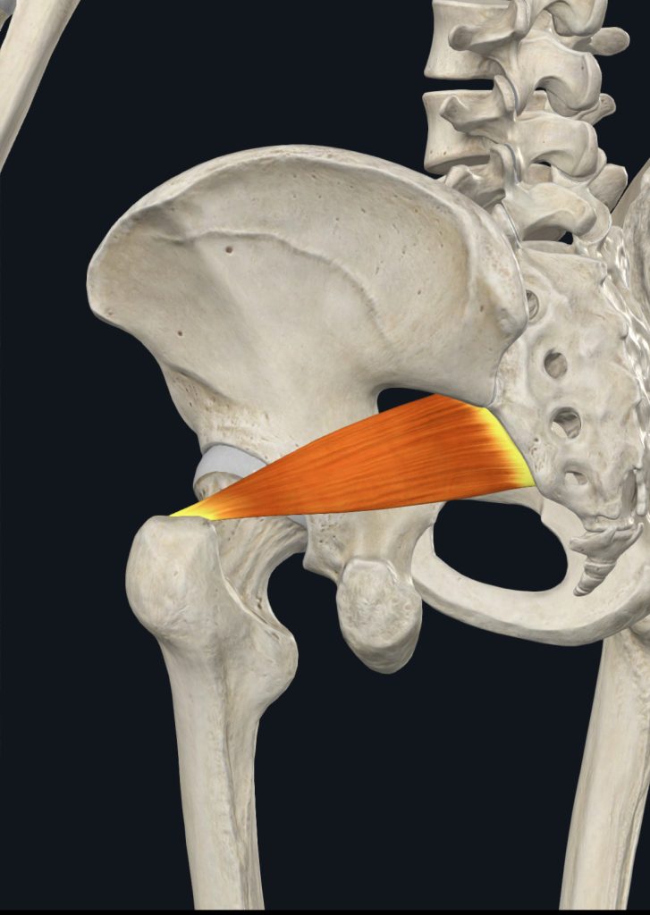 Image of the left piriformis